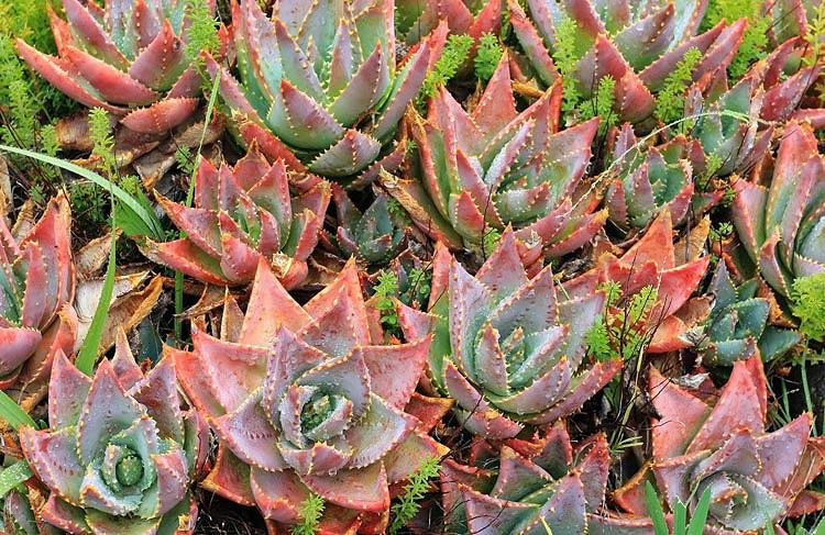 Aloe brevifolia,Short-Leaf Aloe, Short-Leaved Aloe, Red flowers
